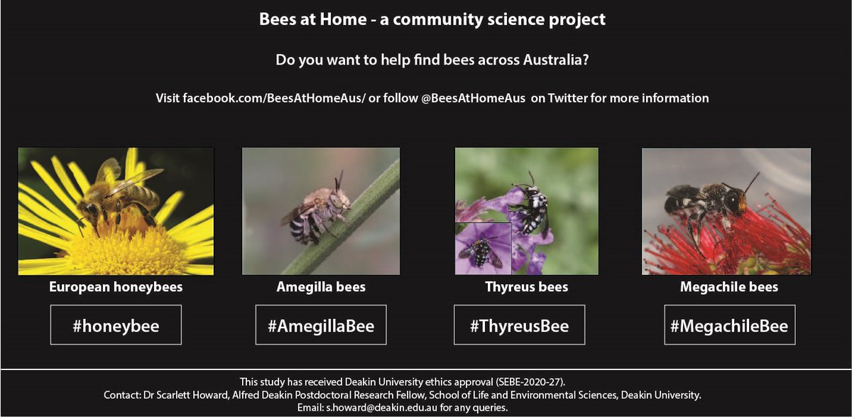 BeesAtHomeAus's tweet photo. There are just 4 days left to enter May’s competition. Get your entries in soon and help us find Australia’s bees!

Post your picture/s to https://t.co/oAnjfO945O with the hashtag #BeesAtHome and win prizes! https://t.co/1U2pFis4ws