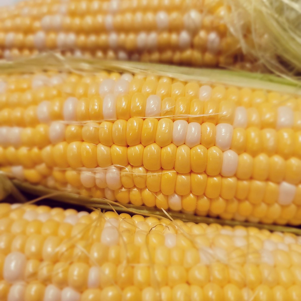 Sweet corn season is here! The season is short and will end around mid July.  Don't miss out!! #sweetcorn