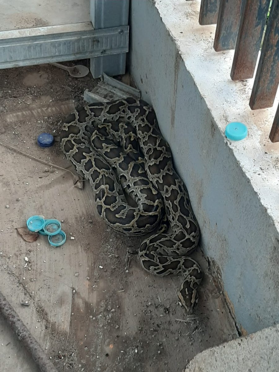 tamsil_danuarta's tweet photo. Pukul 09:58 informasi masuk bahwa adany ular panjang 3 meter masuk dalam rumahnya, di Perum. Taman Kahyangan. https://t.co/P8NVKU485y