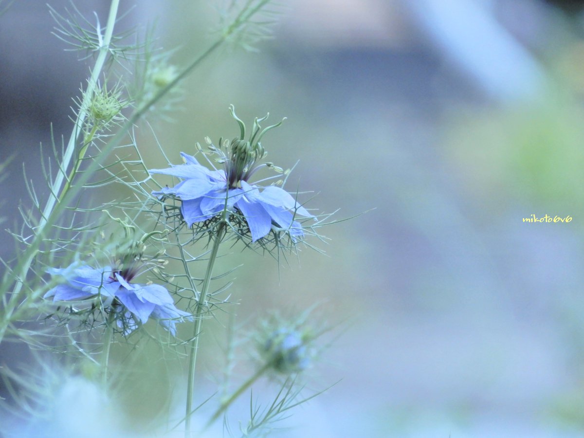 Mikoto 愛してやまない 花言葉 ひそかな喜び 夢で会いましょう 未来 深い愛 ニゲラ 黒種草 クロタネソウ 花写真 ふぉと 額装のない写真展 変化 キリトリセカイ 写真で伝えたい私の世界 Nigella Loveinamist 霧の中の恋 Nikon Mikoto 愛してやまない 花言葉 ひそかな喜び 夢で会いましょう 未来 深い愛 ニゲラ 黒種草 クロタネソウ 花写真 ふぉと 額装のない写真展 変化 キリトリセカイ 写真で伝えたい私の世界 Nigella Loveinamist 霧の中の恋 Nikon