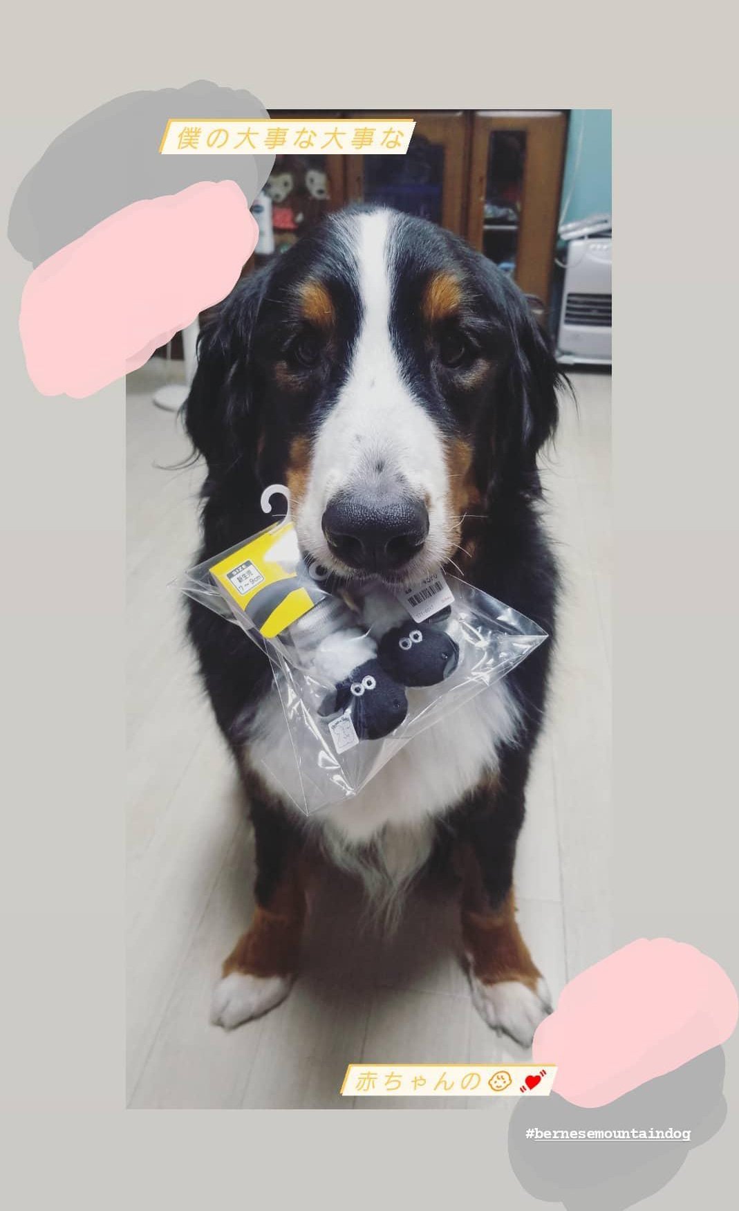 ほしゃまま cbmdh Twitter