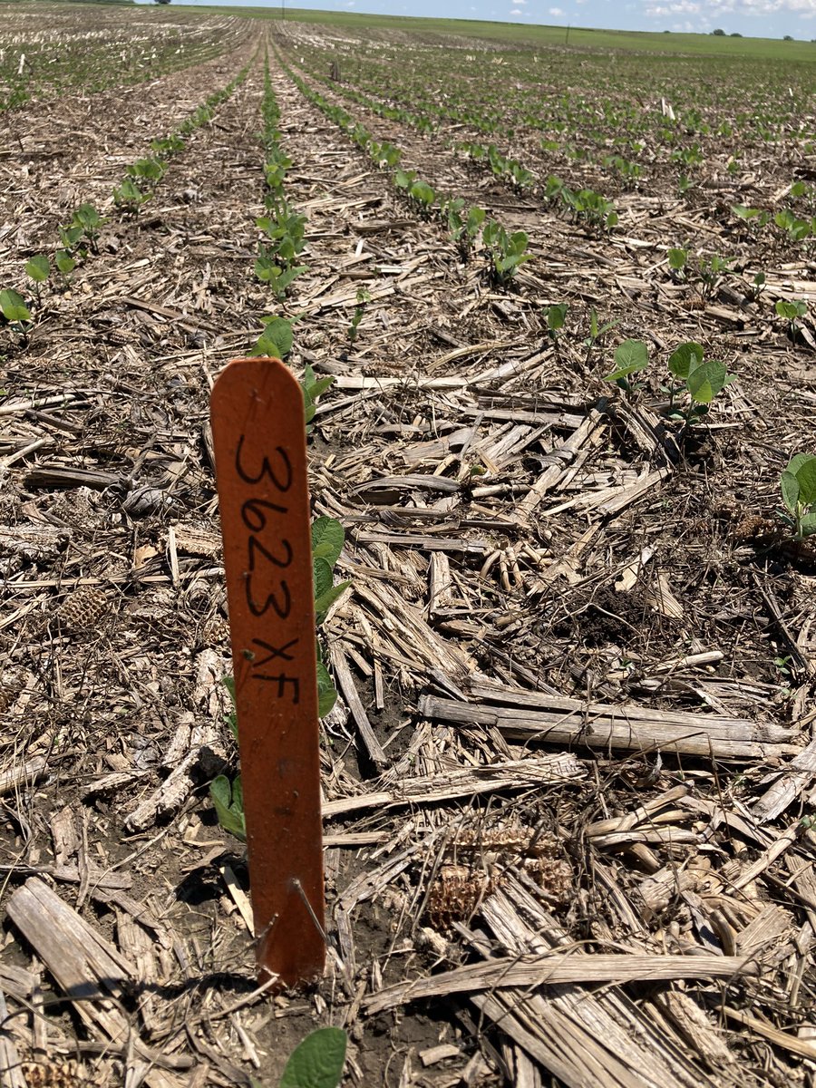 Todd Pedersen tweet media