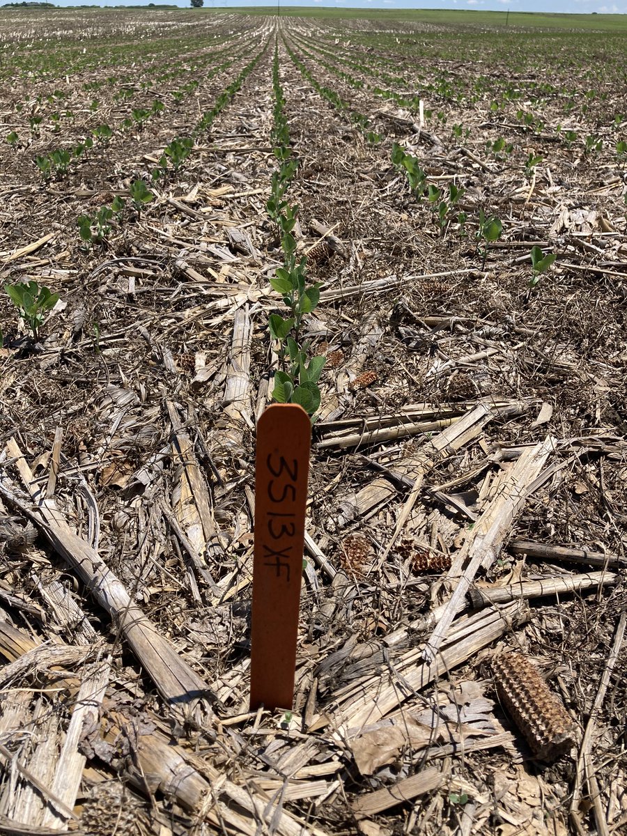 Todd Pedersen tweet media