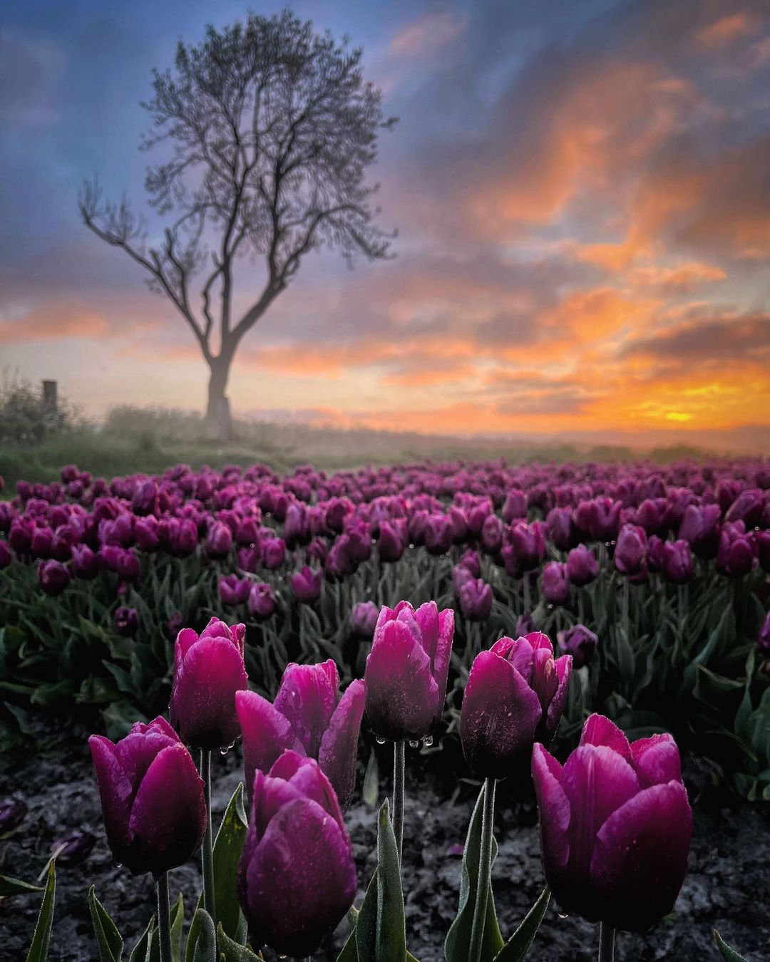 Twitter 上的flowers Any Tulip Lover Just Like Me T Co L7ktvs25ar Twitter