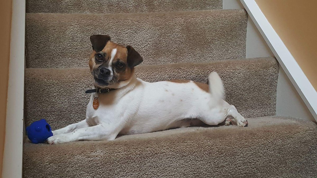 You know you want me! <a href="/Kissed_Kouture/">Kim Geathers</a> <a href="/TMobile/">T-Mobile</a>  #tmobilepets