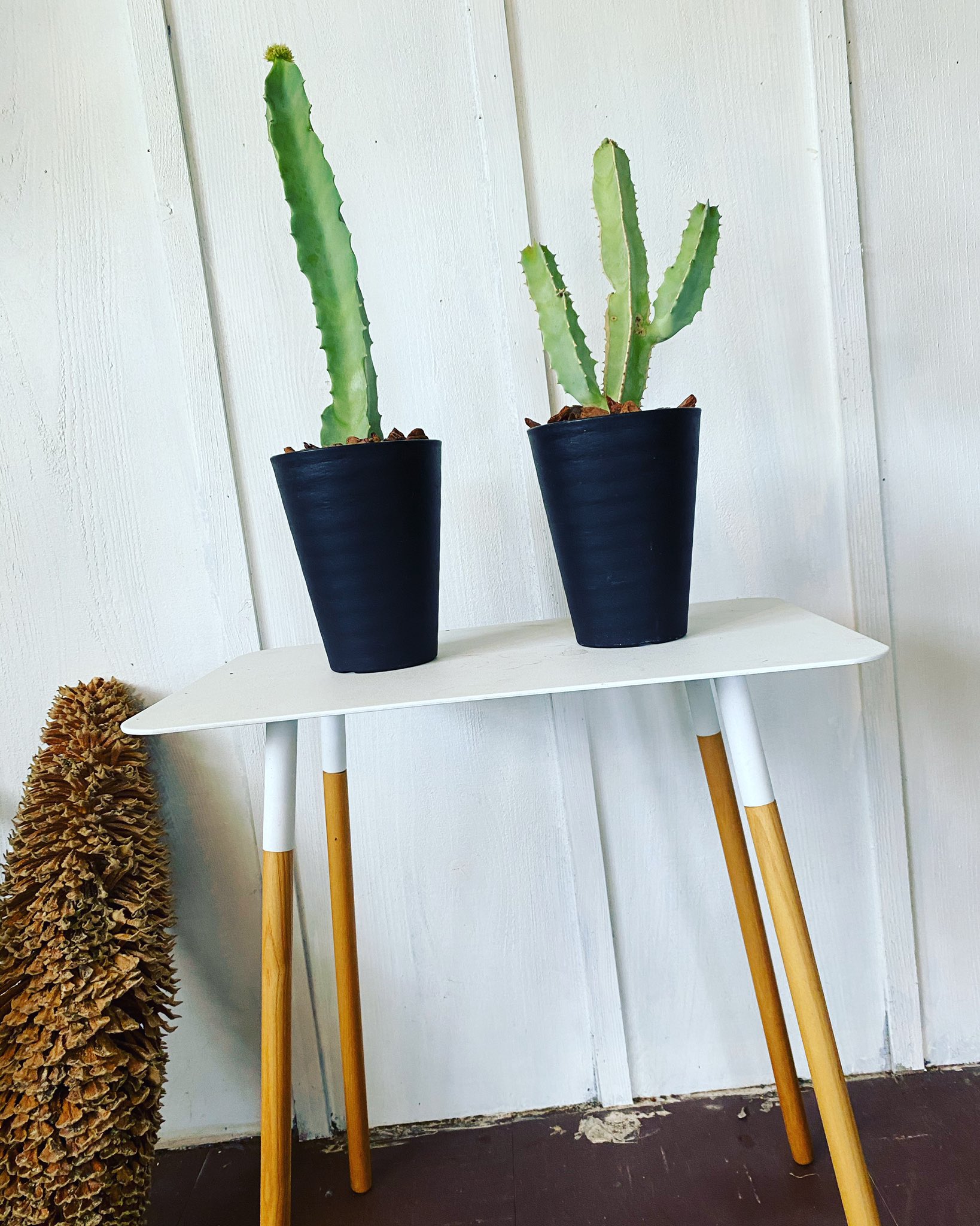 Trop على تويتر ガガイモ フェオチダ 右 ガガイモ アクタングラ 左 ここ最近人気があるガガイモを入荷 メチャ 奇怪な色の花が咲きます で メチャ 花は臭いらしい 石垣島 Flowershop Flowerdesign Botanical ガガイモ 多肉植物 ビザールプランツ 人気