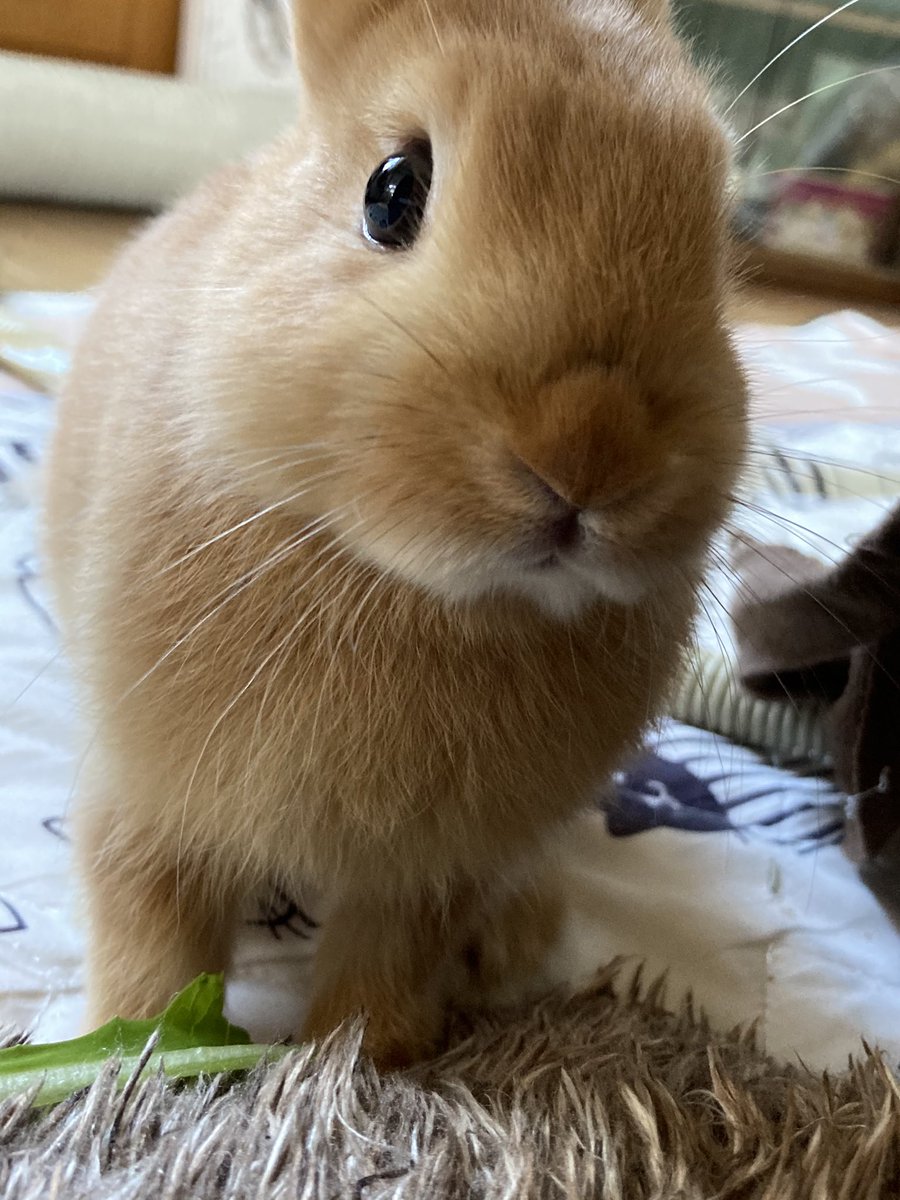 ネザー☆茶々丸 tweet media