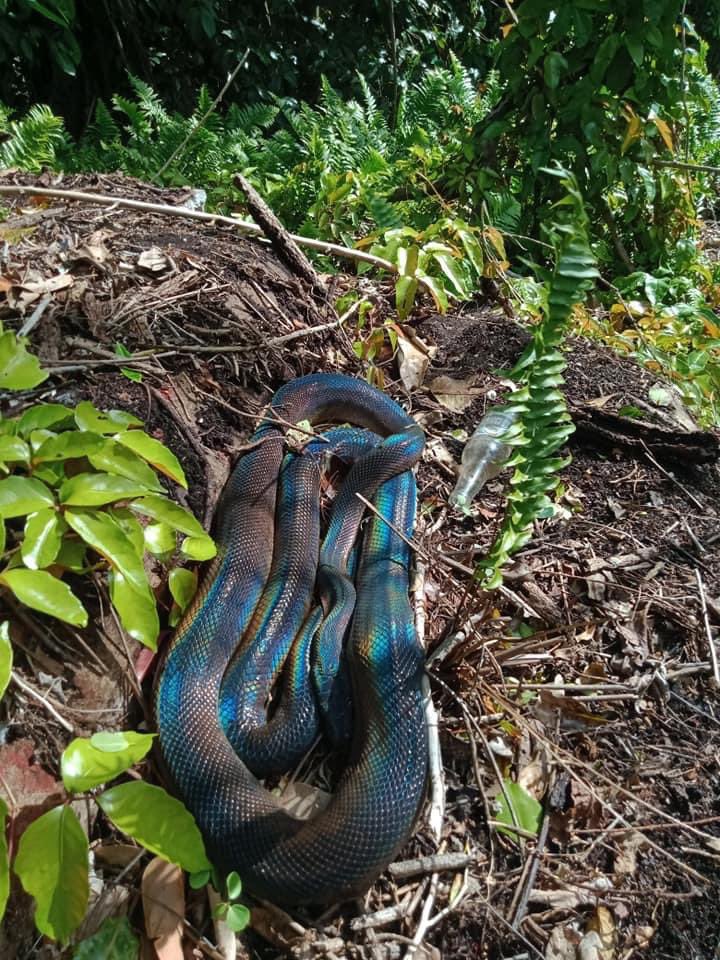 BrittMezher's tweet image. #snake Water Python found in Far North Queensland, non-venomous. Stunning snake! #waterpython #Australian #Australia #wildlife #nonvenomous #QLD - Russell Island. Love the colours! 🤗