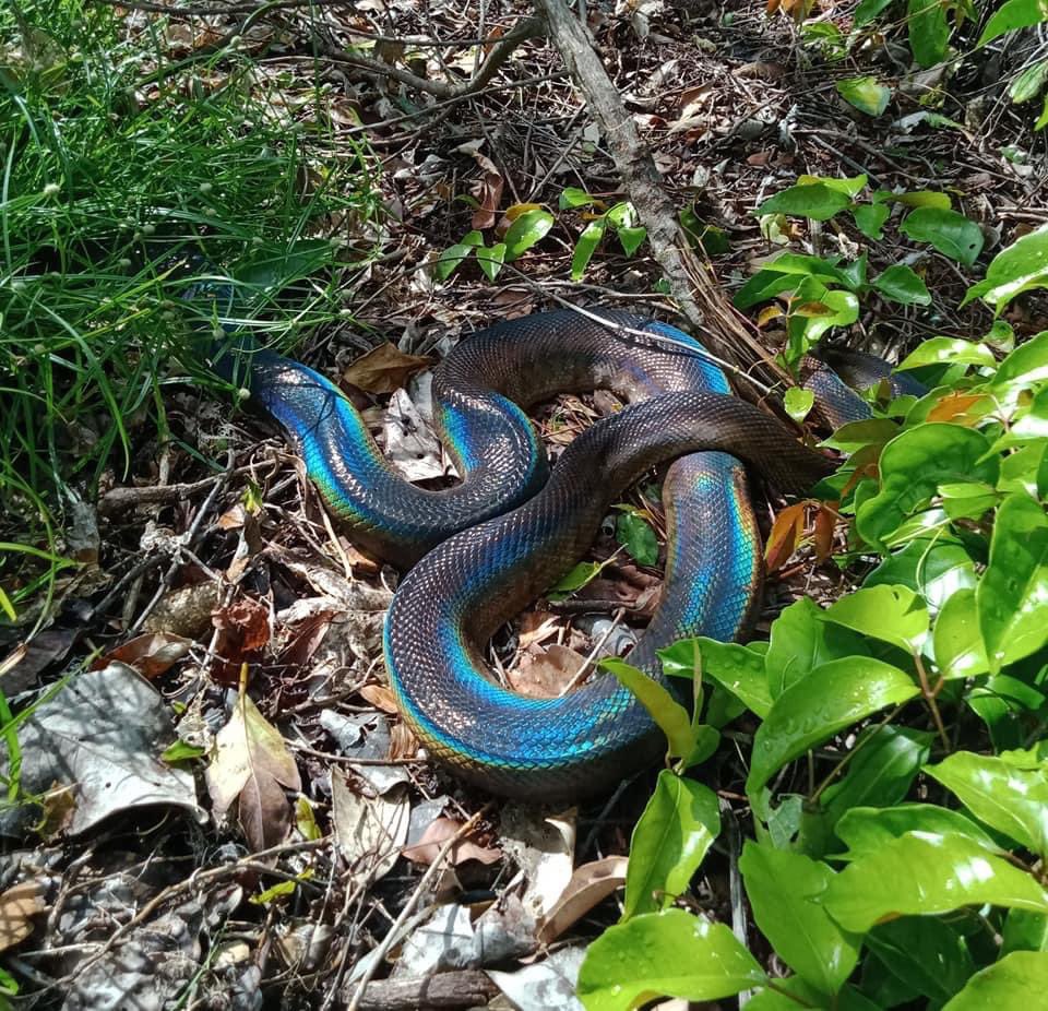 BrittMezher's tweet image. #snake Water Python found in Far North Queensland, non-venomous. Stunning snake! #waterpython #Australian #Australia #wildlife #nonvenomous #QLD - Russell Island. Love the colours! 🤗