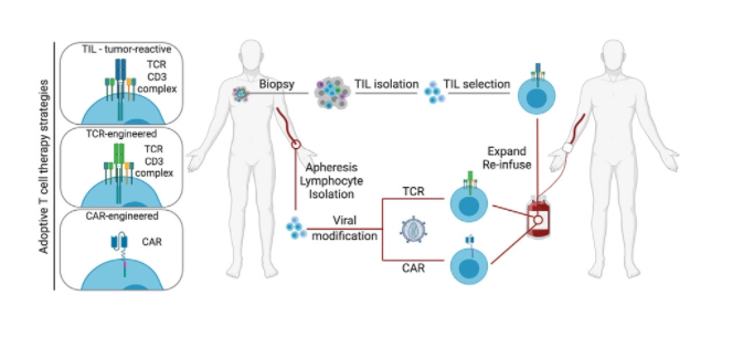 celltherapynews's tweet photo. Review | The antigen-binding #moiety in the driver's seat of chimeric antigen receptors ๐ - by Dr. Nick Devoogdt at @VUBrussel!
https://t.co/SQCCta5mLs https://t.co/Y2aEASCOYv