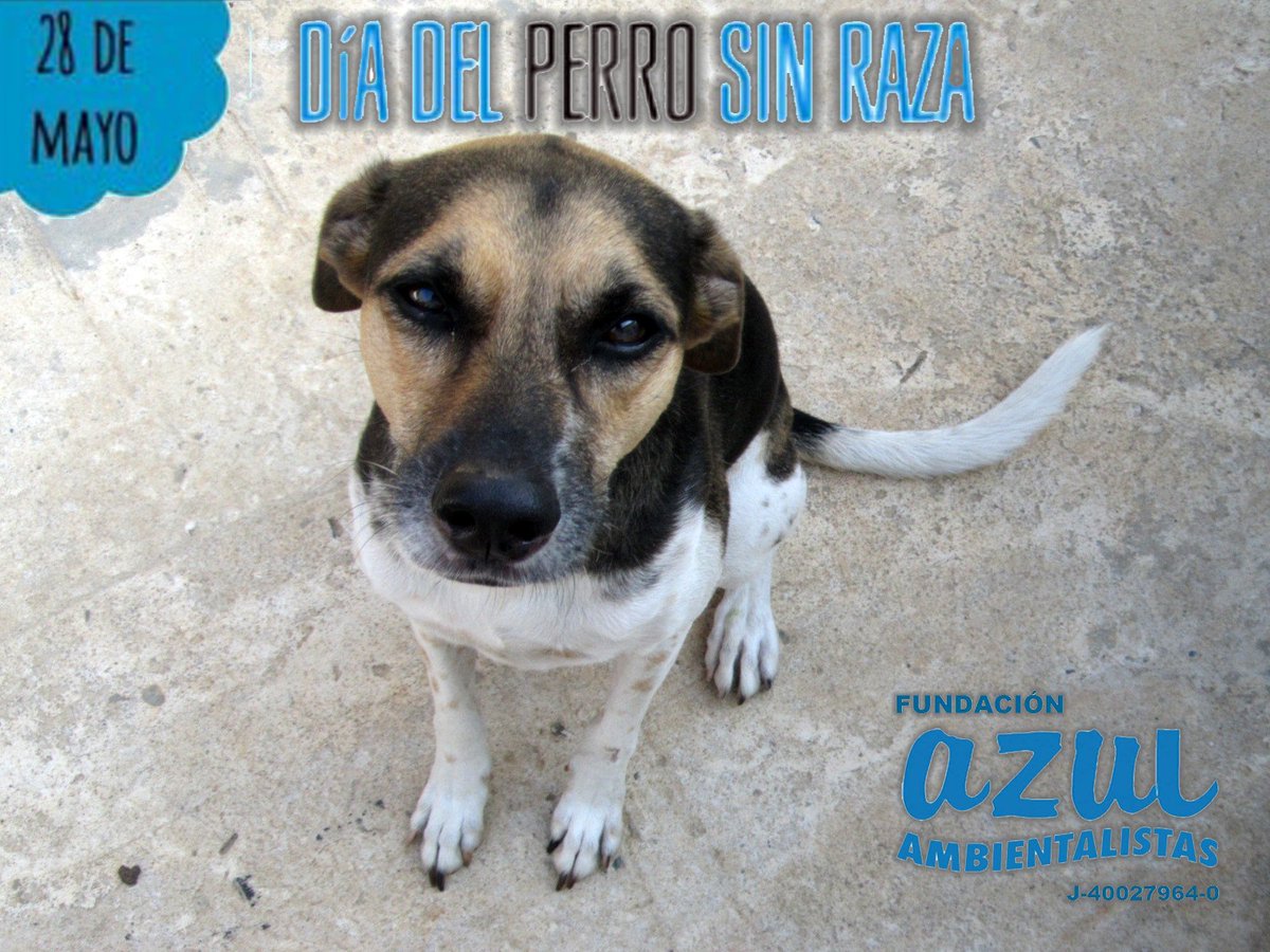 fundacionazul's tweet photo. #FelizViernes, hoy #28deMayo es el «Día del Perro sin Raza» 🐾
📅 Una fecha para reconocer el amor y lealtad de estos animales sin dejar de lado a los que si son de raza 🐩
#️⃣ #CompraMenos y #AdoptaMás
👉 https://t.co/J9pTy1ZdI6 https://t.co/73yQO8JvgO