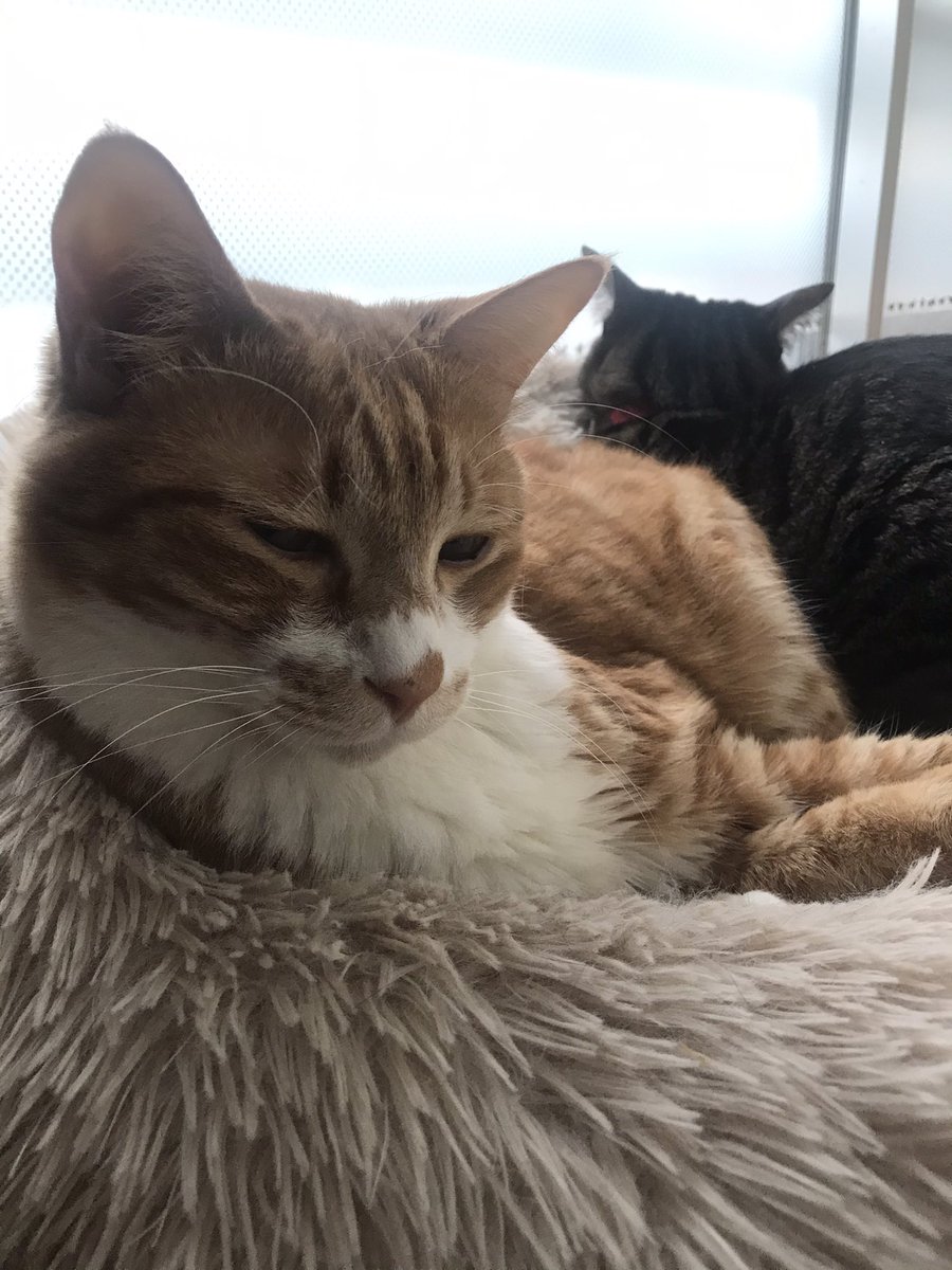 猫カフェtango 時短営業 Tango Twitter 猫カフェtango 時短営業 Tango Twitter