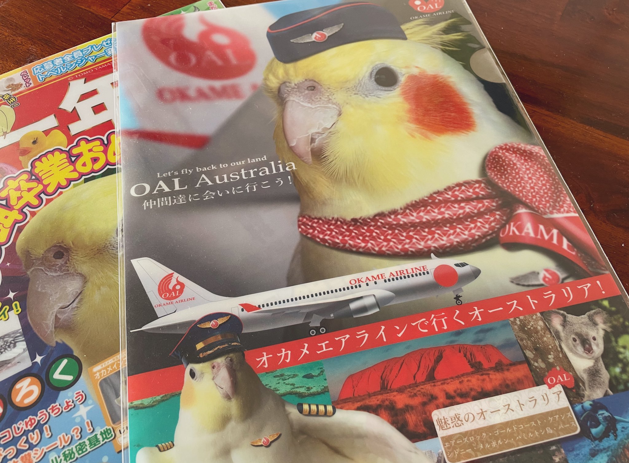 Tomoyamashita على تويتر Yogazoh オーストリアにお住まいですか 大のオカメインコ好きとしてはオーストリアは聖地なのでいつか行ってみたいと思ってますが 現地にお住まいの方にも喜んで頂いているようで嬉しいです تويتر