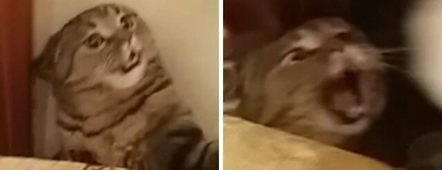 Omegas: There is an Alpha around??.

Shigaraki: *The alpha in question*

Omegas: