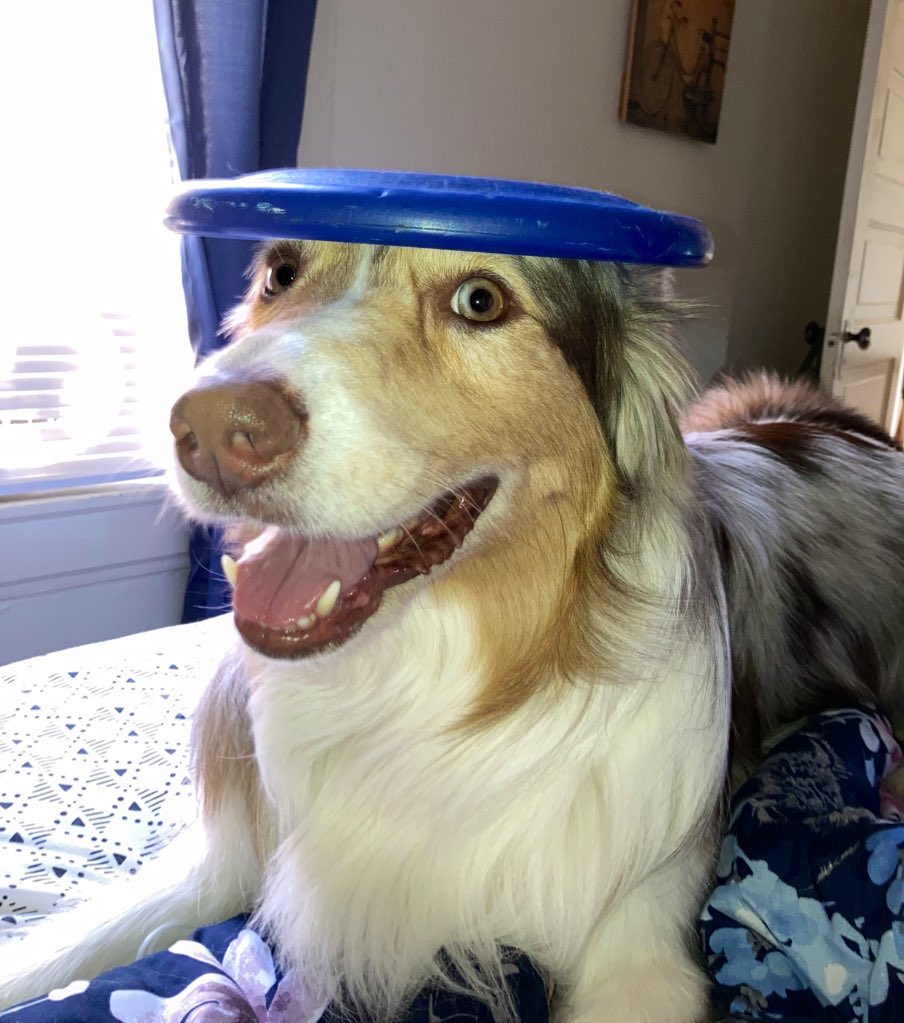 JunkerMolly's tweet photo. Some pictures of my dog that are both chaotic and good for the soul. https://t.co/BuTzQi7Uq6