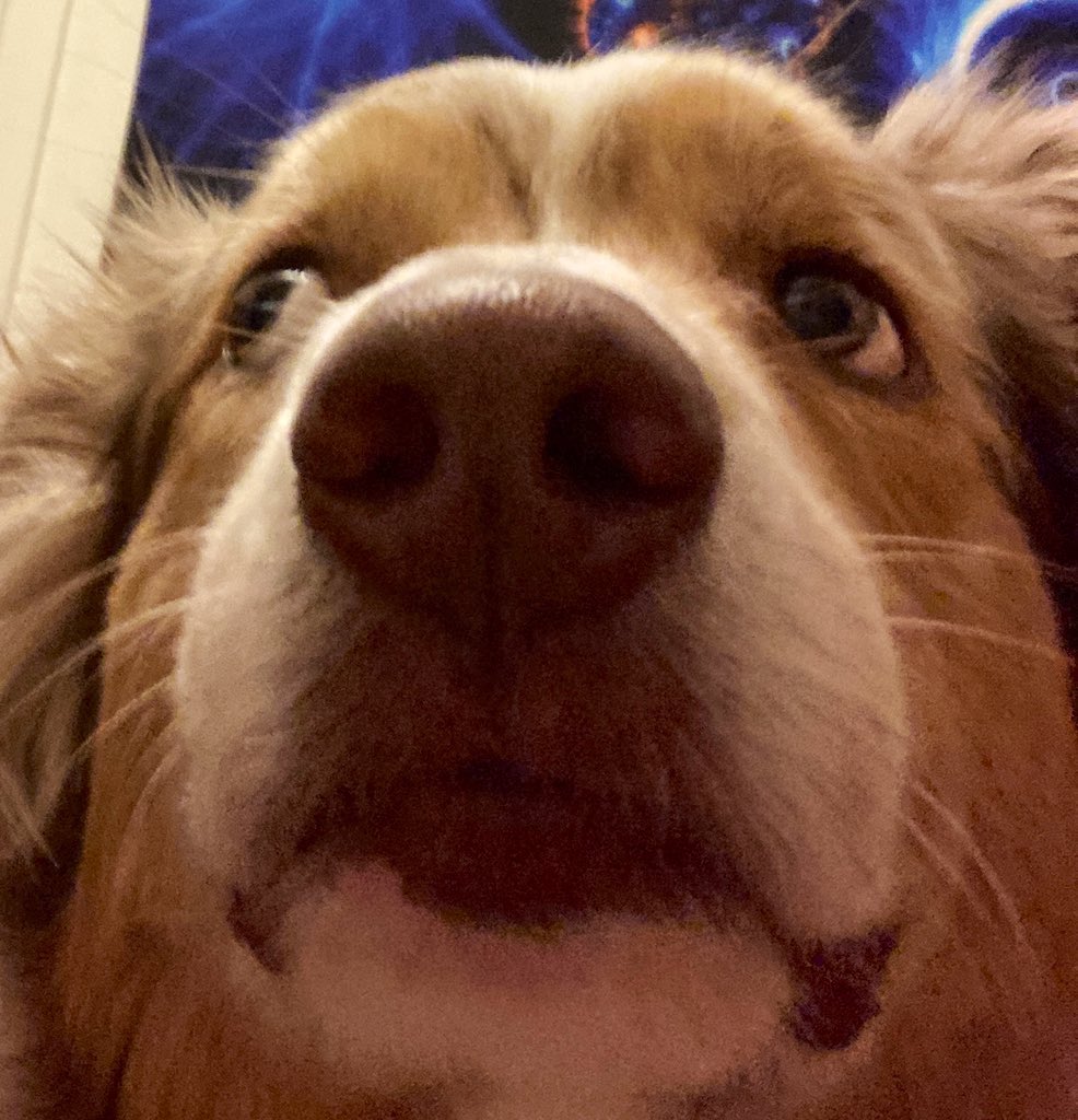 JunkerMolly's tweet photo. Some pictures of my dog that are both chaotic and good for the soul. https://t.co/BuTzQi7Uq6