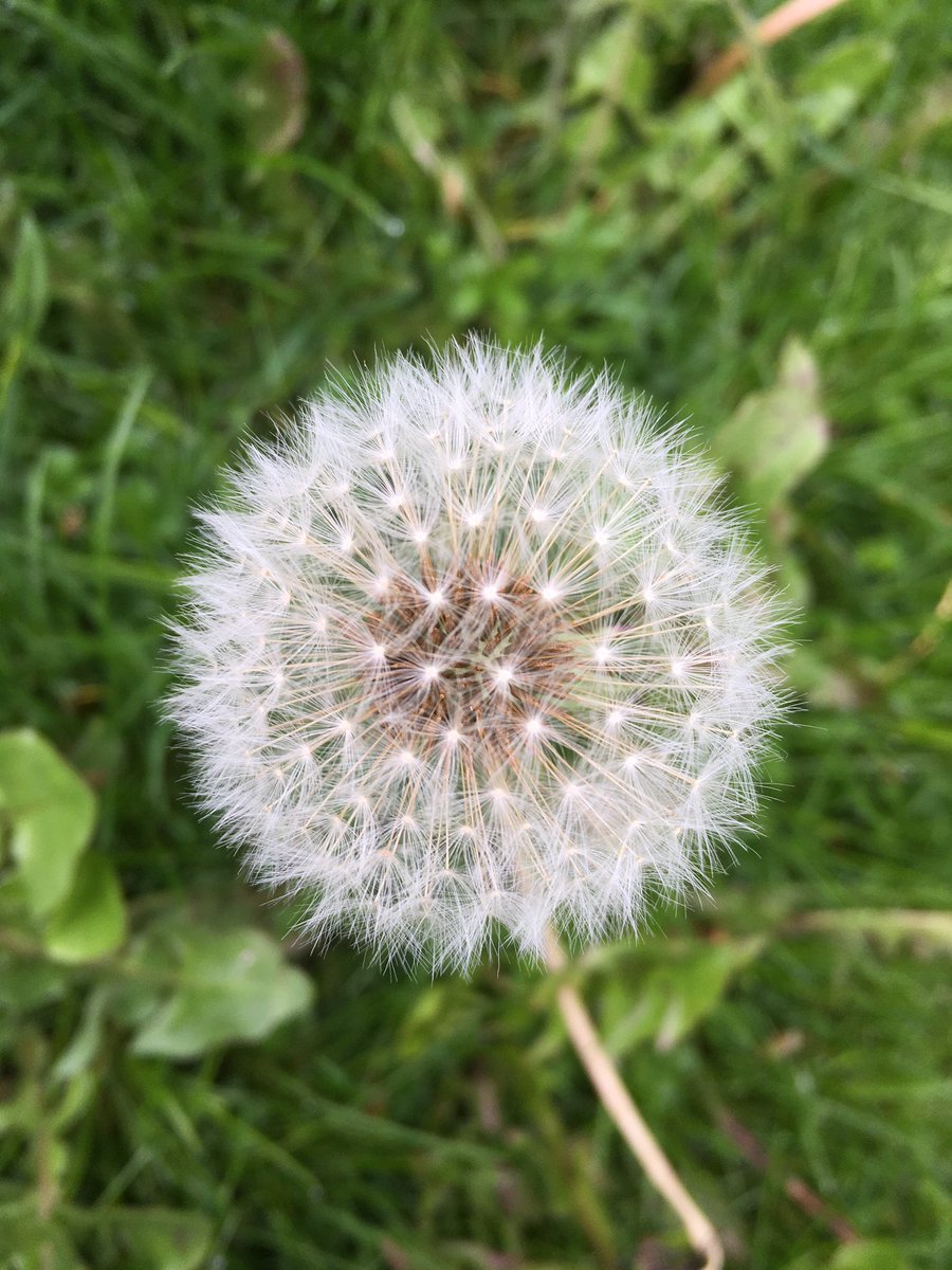 HighgateHoney's tweet photo. Dandelion heads are made up of 100+ individual flowers, each has been pollinated and made this beautiful seed head.
#foodnotweeds #beeforage #feedthebees #wildflowers #londongardens https://t.co/mh5tzo7tH5