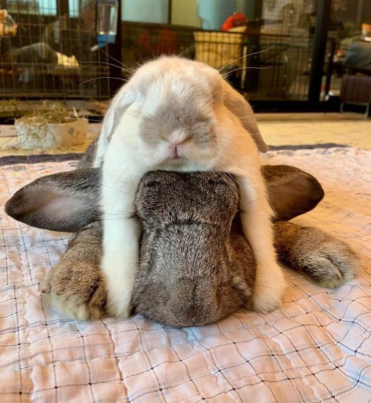 RabbitEveryHour's tweet image. 