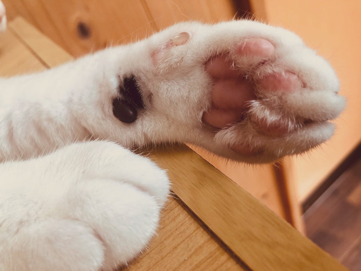 保護猫カフェうたたね Necoutatane Twitter