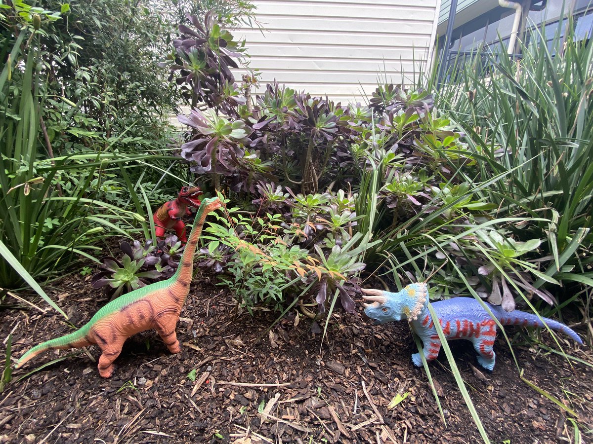 roxyparkps's tweet photo. How blessed we are to have Chris Walker at RPPS. Our grounds &amp; gardens look amazing! Appreciate the work Chris does. 
#schools
#education
#gardens
#outdoors
#play https://t.co/EdOuwLEcQw