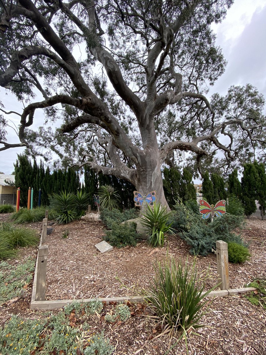 How blessed we are to have Chris Walker at RPPS. Our grounds &amp; gardens look amazing! Appreciate the work Chris does. 
#schools
#education
#gardens
#outdoors
#play