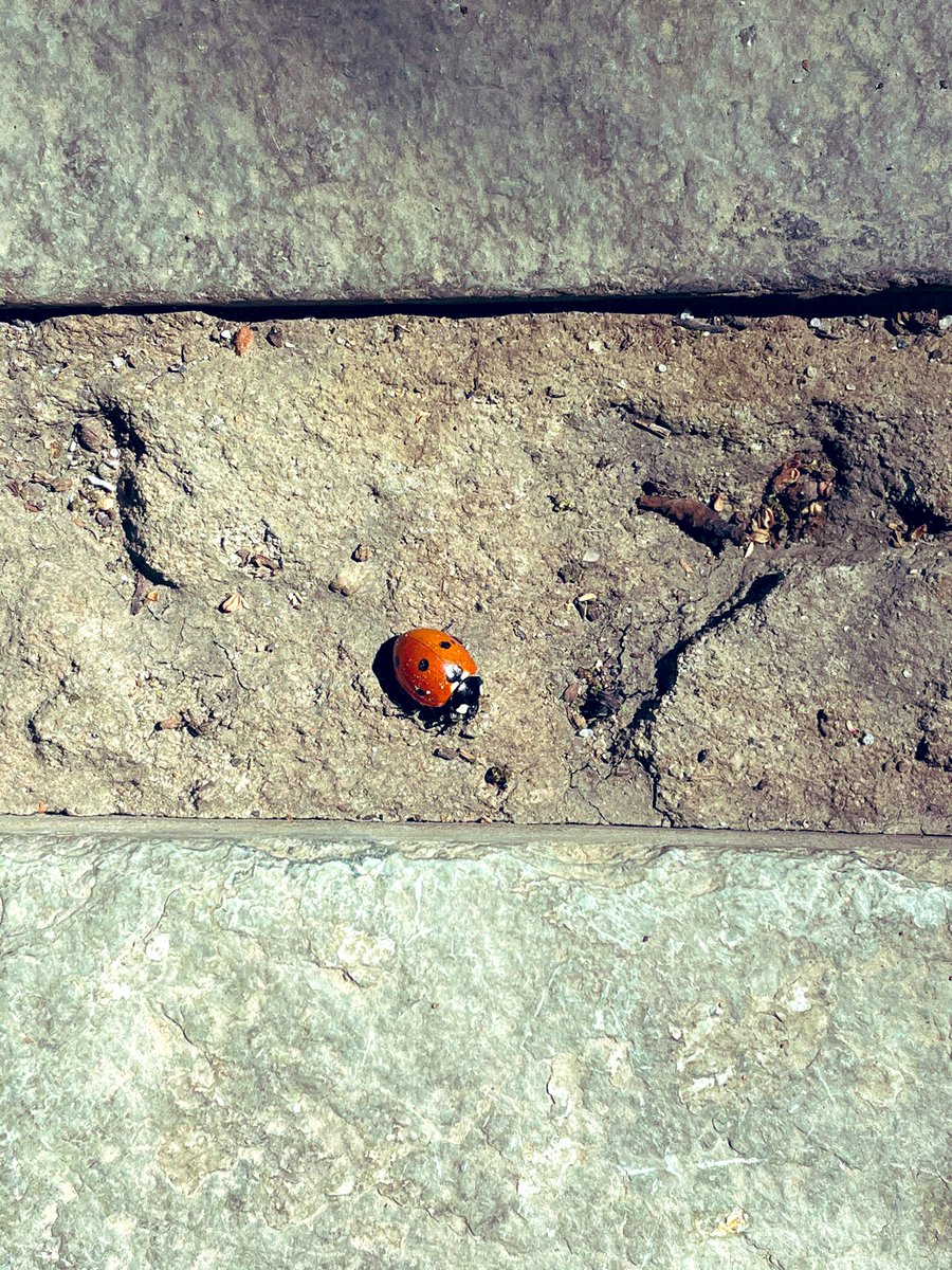 sujoybhatia's tweet photo. @PuffinRock my daughter says this lady bug will help Oona get better. https://t.co/5Qx3BA6XrU