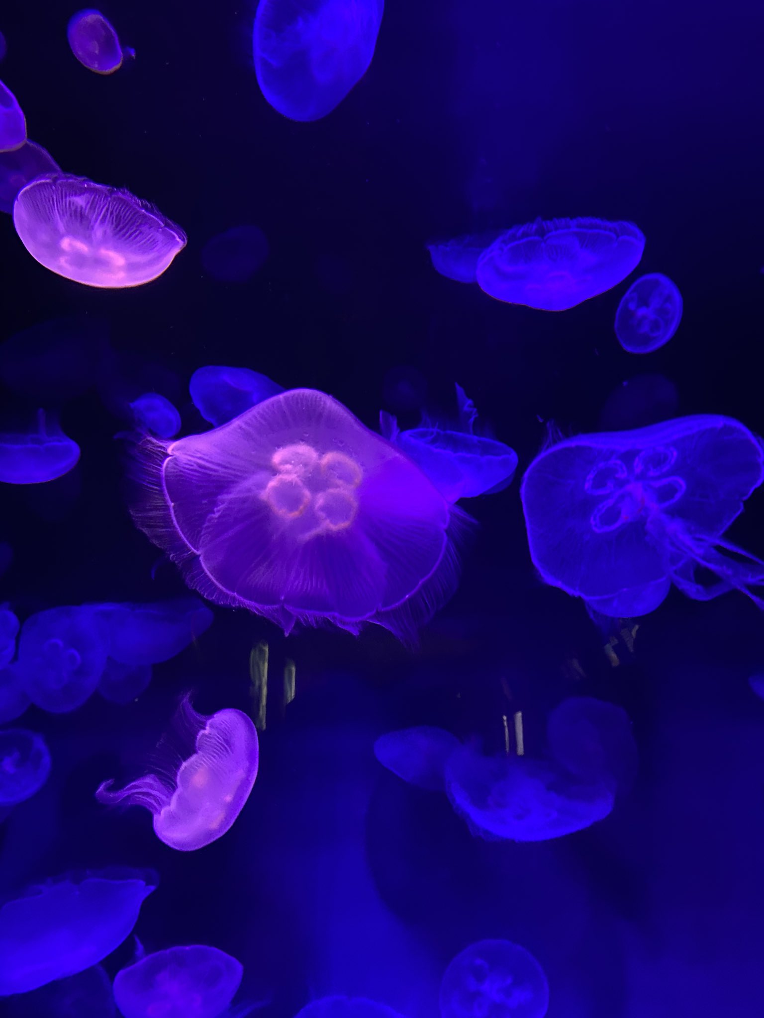 Twitter 上的 Re Kiyuu 稀優 クラゲが幻想的で癒される アクアス T Co 3zr7mwpmfq Twitter Twitter 上的 Re Kiyuu 稀優 クラゲが幻想的で癒される アクアス T Co 3zr7mwpmfq Twitter