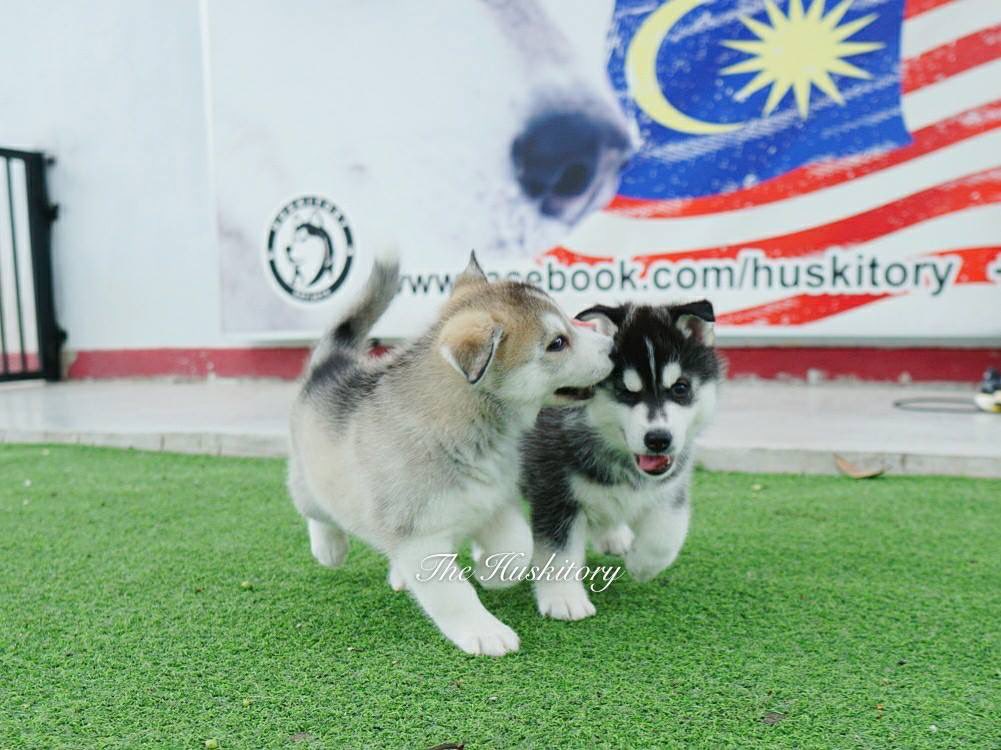 THuskitory's tweet photo. No caption. Just LOVE ❤️
Babbies at The Huskitory, Melaka, Malaysia 🇲🇾

- The Huskitory, Connecting People &amp; Dogs -

Follow us for more amazing Siberian Husky
✨FB&amp;IG: Huskitory
📲+6011-5500 2602 
 
#puppy #husky #siberianhusky #cute #happiness #dog #dogoftheday https://t.co/J4ADxMIrrB