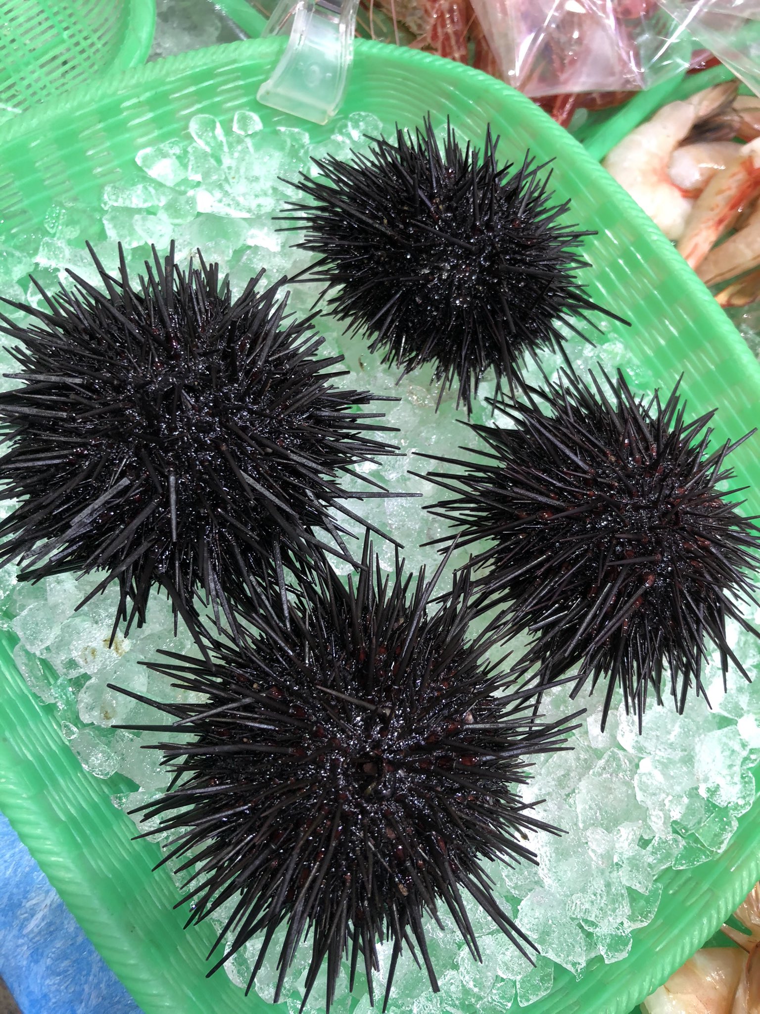 魚市 二子新地鮮魚店 魚市です おはようございます 本日のおすすめ 魚市海鮮丼出ました 本まぐろ 生ウニ 生シマエビの3色丼 極上 北海道産キンキ刺身 天然生本まぐろ刺身 三重産キジハタ刺身 岩手産殻付うに 千葉産地金目鯛刺身