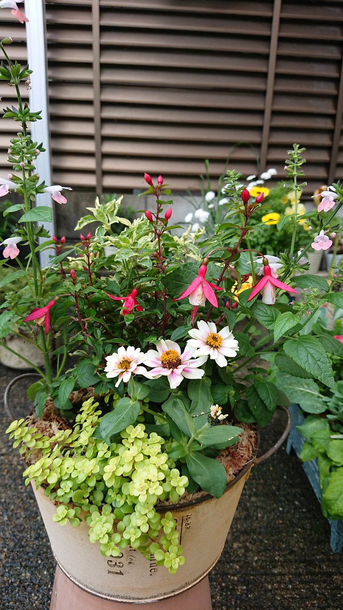 ジニアプロフュージョン