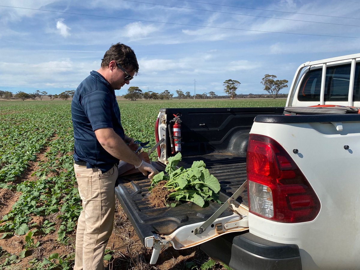 Senior Agronomist James Easton and Area Manager Sandon Knipe are plant sampling in Moora today to check the need for additional sulfur.