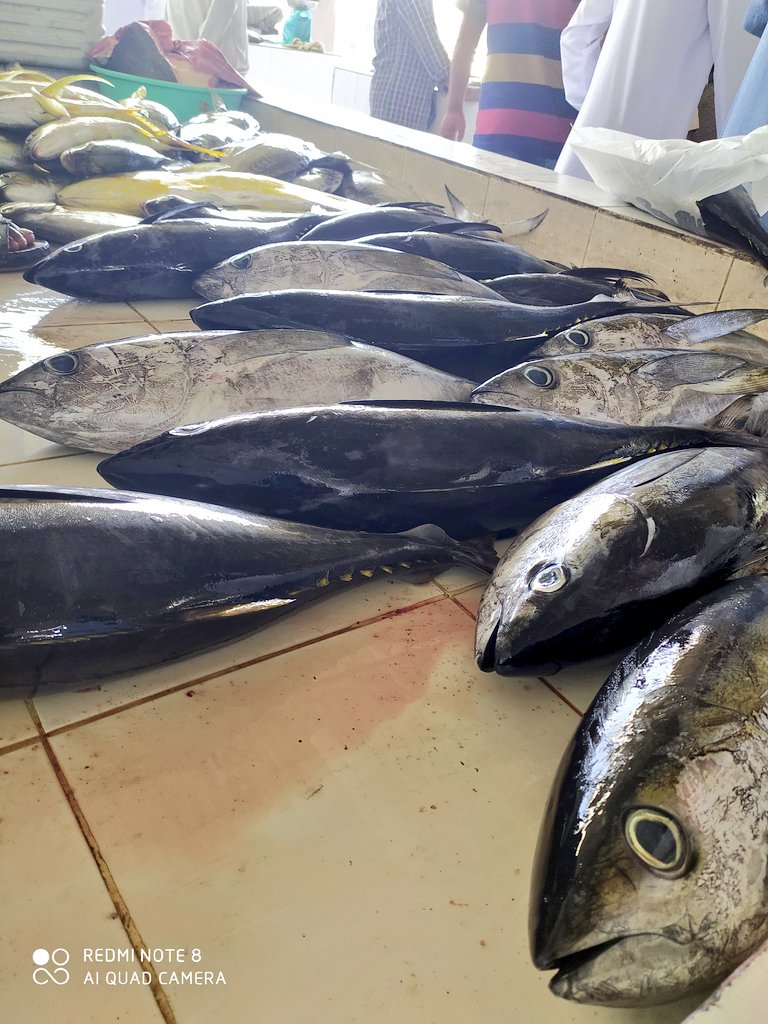 Mohamme18210536's tweet photo. @maan202086 @Fishing_Club_OM بعض الاسواق المحليه القديمه لايوجد فيها حافظات بلاستيكيه للعرض ولايوجد تثليج للاسماك وكما هوه معلوم بدخول الصيف بقوه فيحتاج تثليج الاسماك عن التلف. 
#شبكة_هواة_صيدالأسماك 
#شبكة_الصياد_العماني 
#تصويري https://t.co/u0pG8UB9Pf