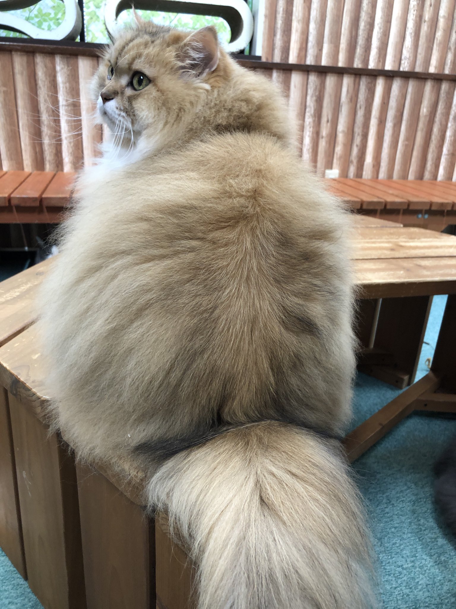 猫カフェねこまんま 猫専門美容室のご利用お待ちしております ペルシャ ペルシャ猫 チンチラゴールデン チンチラシルバー 猫美容室 猫シャンプー 猫カット 猫トリミング 猫トリミングサロン 名古屋 愛知県 御器所 猫専門美容室 猫サマー