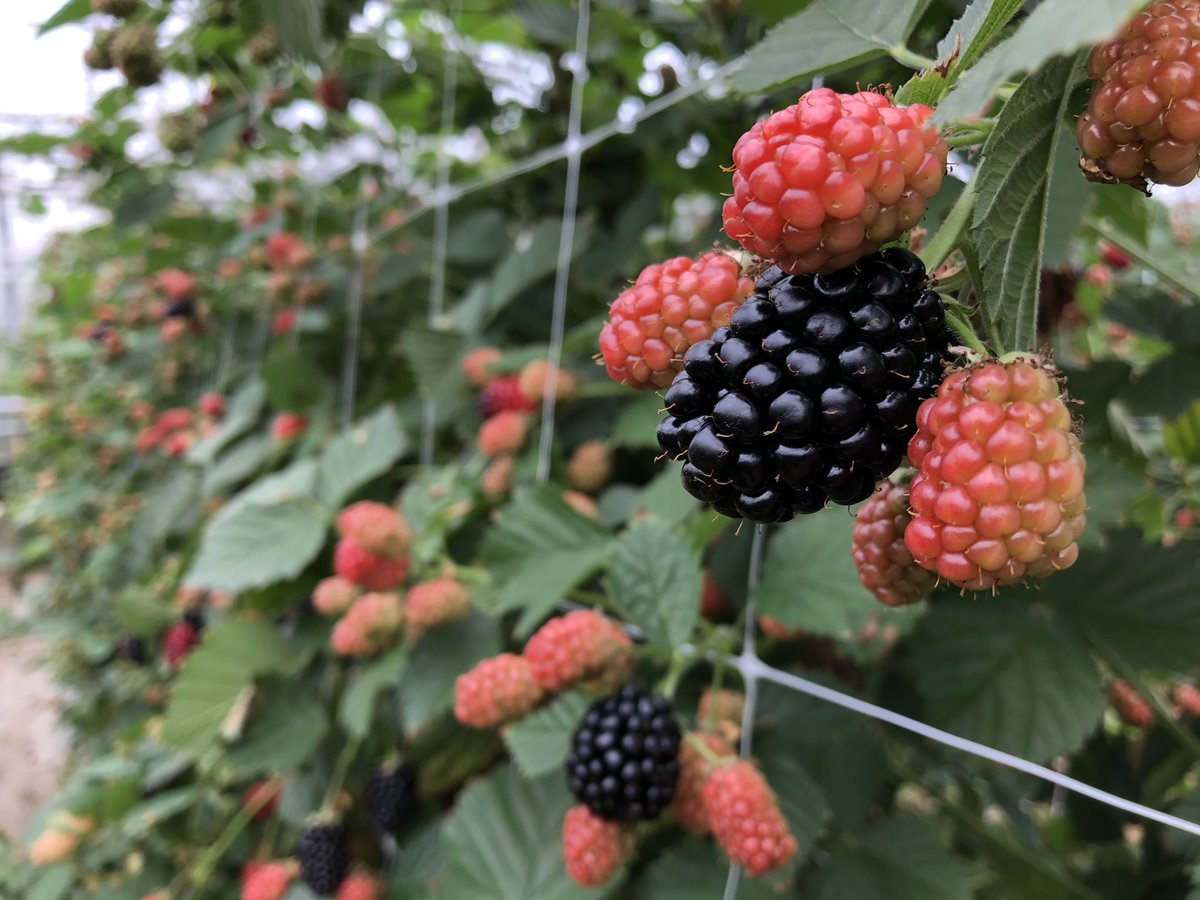 Lekkere en gezonde rode bessen, frambozen én bramen uit de kas! #zomerfruit  #hollandsfruit #kleinfruit