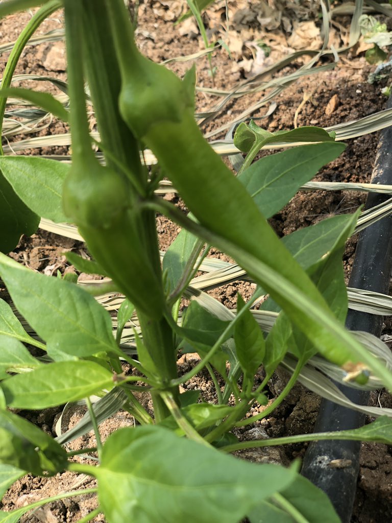 KusbabaO's tweet photo. SERAMIZIN 2021 YILINA AİT İLK ÜRÜNLERİ HIZLA BÜYÜYOR🫑🍆🥒

#üretentoplumyücelentoplumdur #eğitiminhayatlabuluştuğuyer 
#kuşbabailkortaokulu 
@ziyaselcuk @tcmeb @burdurilmem @emrecay55 @bucakmem @nesetyazar https://t.co/2FQgOnzHXG