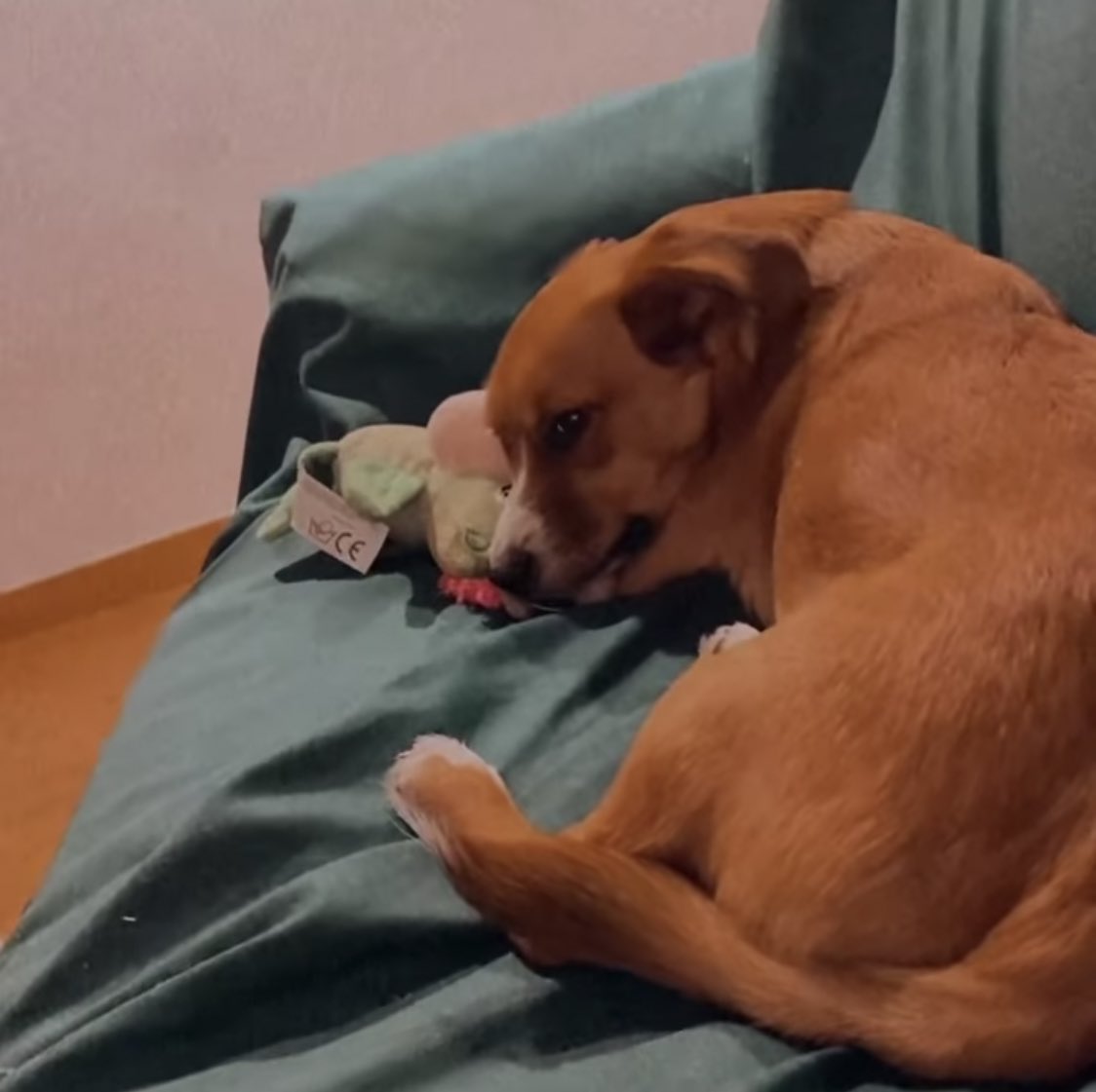 AriaAngi's tweet photo. Giorni intensi per mamma... a me però lasciatemi dormire😴🐶 https://t.co/6tZNpKk7ra