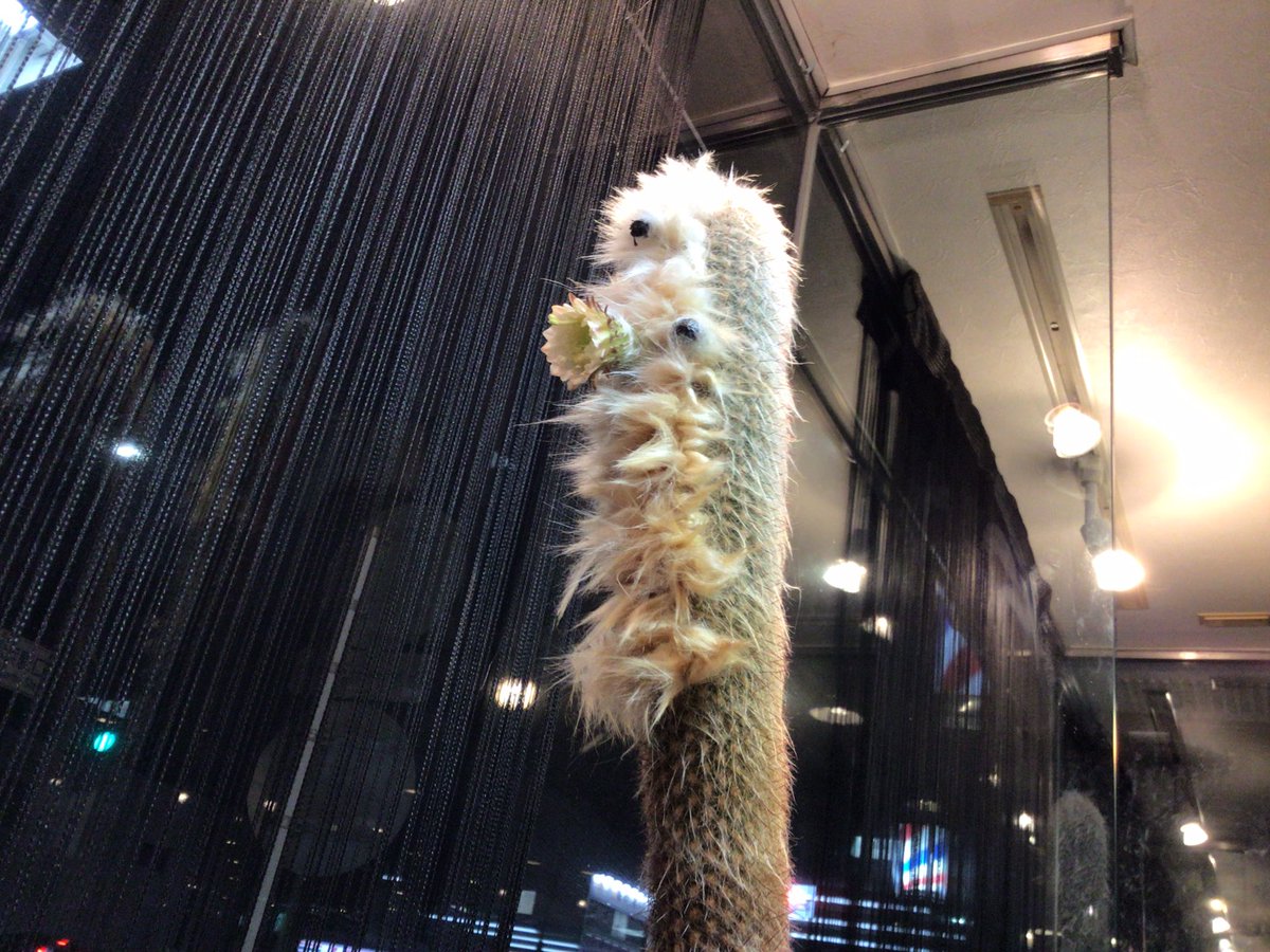 メンズグルーミングサロンzexia Mens Zexia Twitter