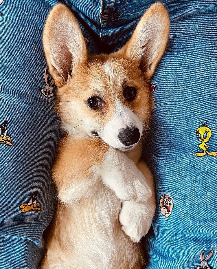 dogsofantwerpen's tweet image. Haaaave you met MoMo? Still can’t figure out if MoMo is a bunny or dog. 🐰 By the way, follow the Dogs of Antwerpen via instagram.com/p/CPSqghtHZoa/…. We don’t bite! 🐶