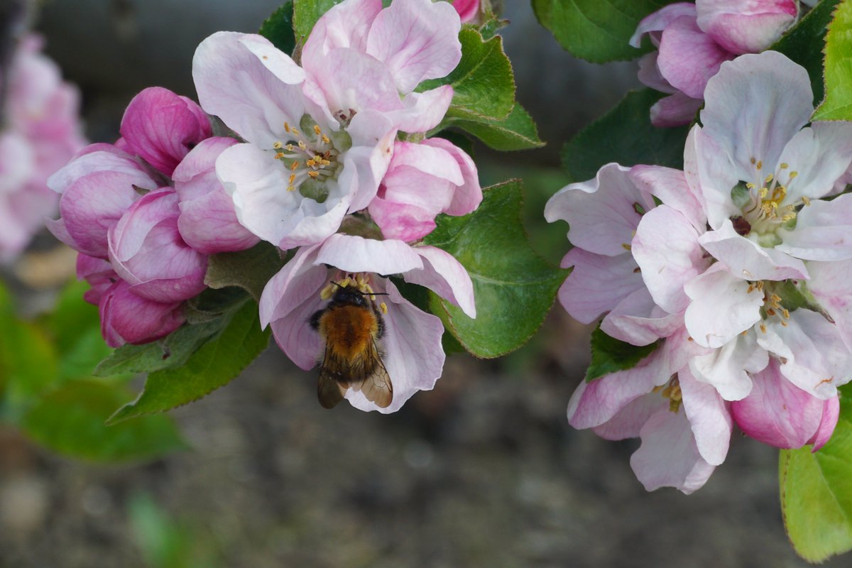 SouthernFarmUK's tweet photo. A spring picture to brighten up your newsfeed - a welcomed break from all the politics!
#spring #bees #pollen #appleblossom #kentapples #nature #naturephotography #SouthernFarmers https://t.co/p9W9KvZBqY
