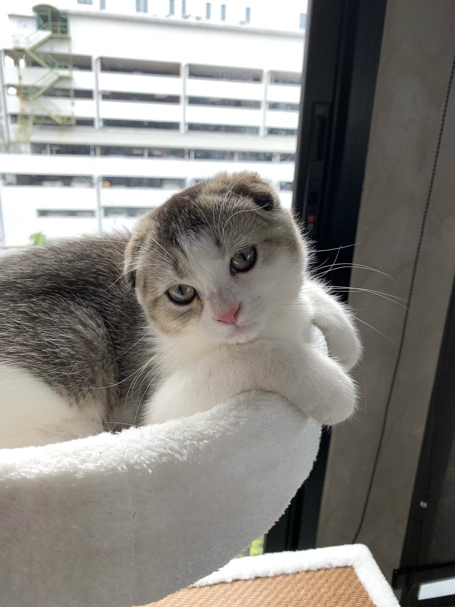 shashashashobi's tweet photo. มาม่อนโมเดล 😐 https://t.co/0TwH0DnRSC