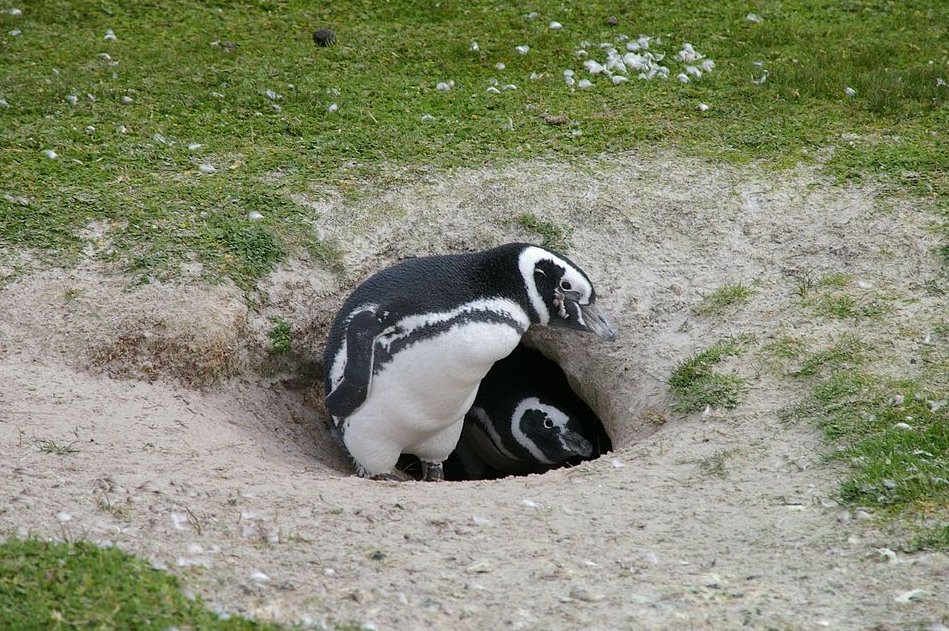 penguins365's tweet photo. Digging for "Priam's Treasure" with Penguin archaeologist Schliemann! 🐧
#PenguinOfTheDay
#PriamsTreasure #OnThisDay
#HeinrichSchliemann #PenguinArchaeologist
#Penguins
📸 Ben Tubby https://t.co/Hd8g8CMoCt