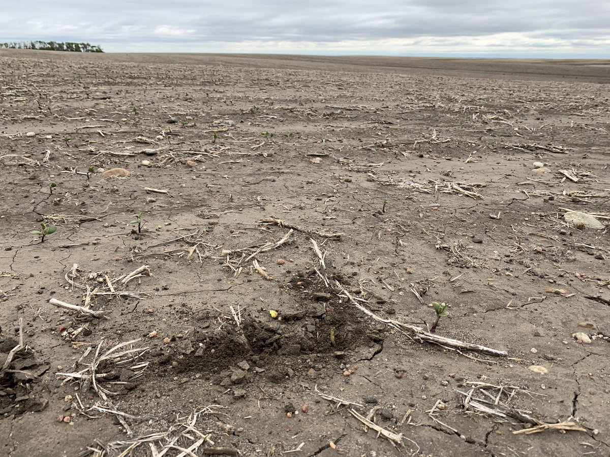 #changemymind ND farmers are the most resilient farmers out there.  From extreme drought to 7” of rain in 24 hours with hail...now a chance of freezing tomorrow.  Positive vibes only guys. Grower could row these beans in first trifoliate before the rain and hail.