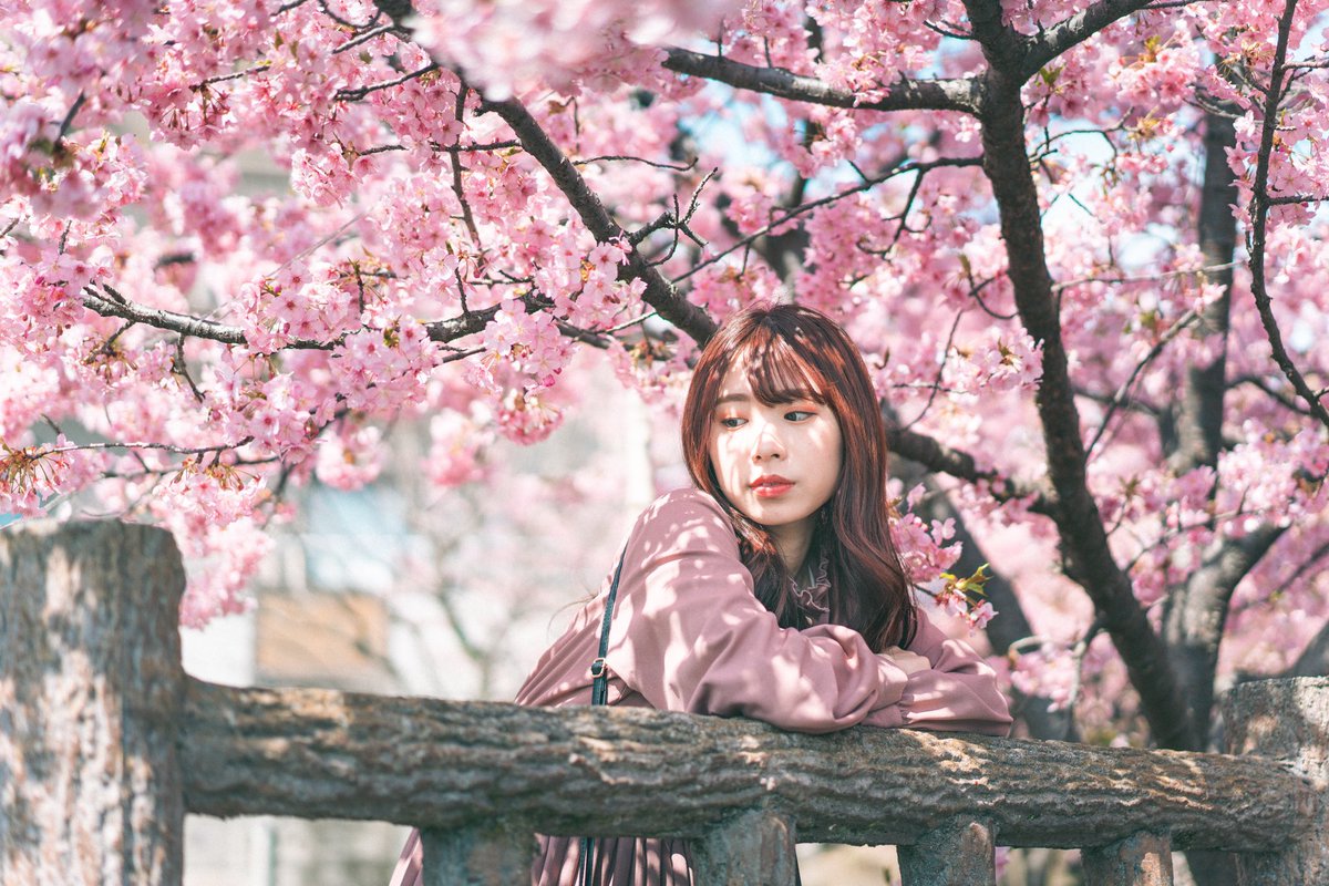 momoka_1108_'s tweet photo. もう桜が恋しいのは私だけですか.

#カワコレ関西  #kawacolle関西  #被写体  #ポートレート #ファインダー越しの私の世界 #桜 #私だけじゃないはず https://t.co/OzYSf9h20Y