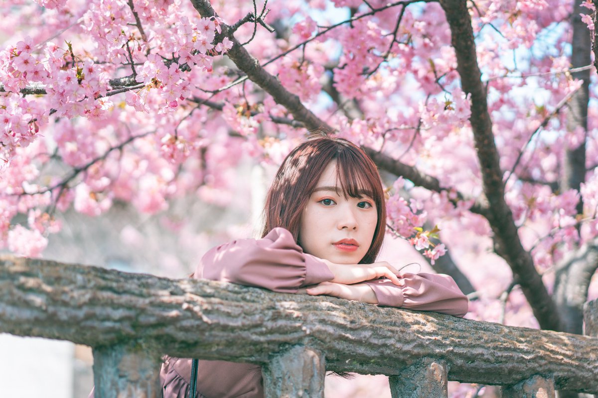 momoka_1108_'s tweet photo. もう桜が恋しいのは私だけですか.

#カワコレ関西  #kawacolle関西  #被写体  #ポートレート #ファインダー越しの私の世界 #桜 #私だけじゃないはず https://t.co/OzYSf9h20Y