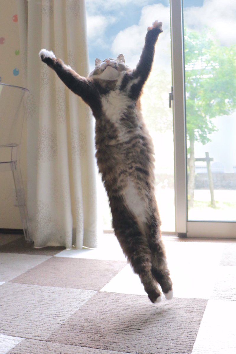 無重力猫ミルコのお家 ねこ休み展 今日まだ笑ってない人 これ見て笑って ロッケ まさかのyahooニュースに取り上げられ てる もう笑うしかないねwww T Co Iunonafcum 無重力猫ミルコのお家 ねこ休み展 今日まだ笑ってない人 これ見て笑って ロッケ まさかのyahooニュースに取り上げられ てる もう笑うしかないねwww T Co Iunonafcum