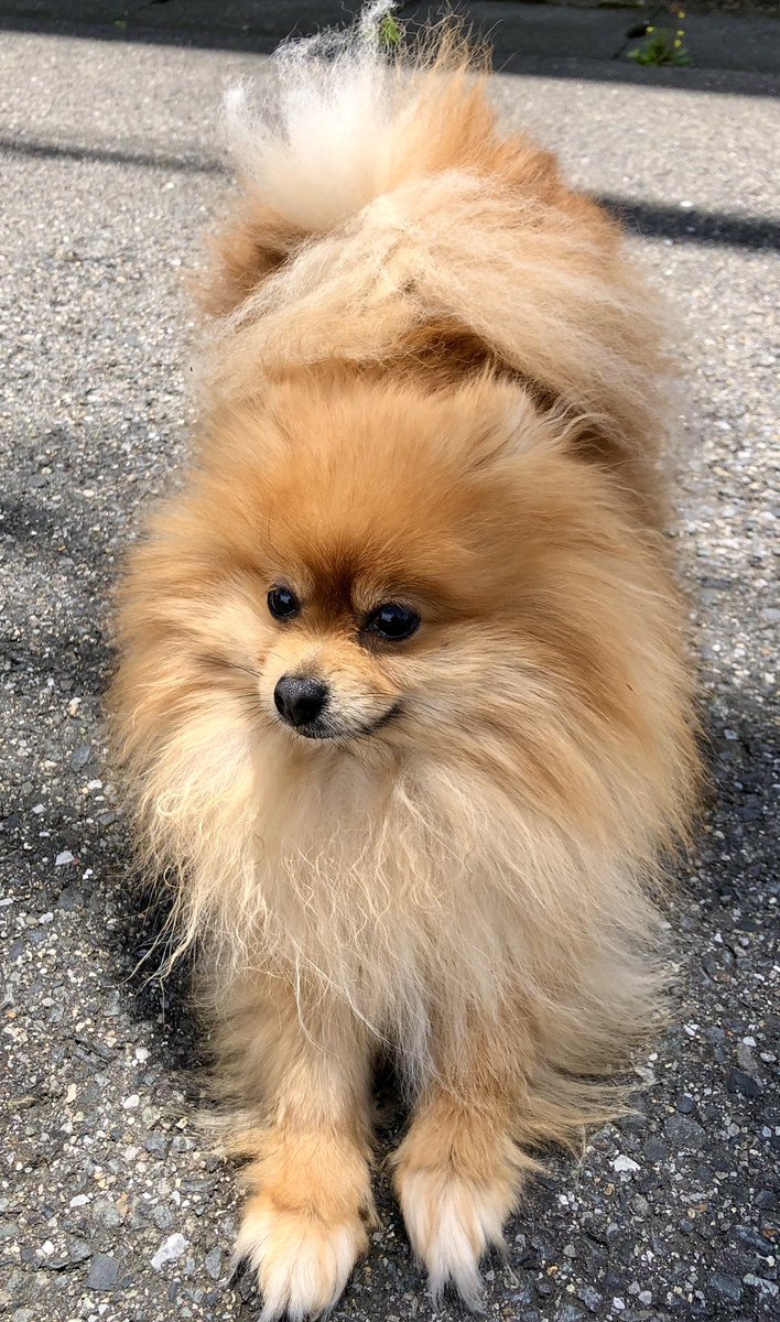 ポメラニアン 麦(ムギ) (@sLZiGlwl0ikJoBi) / Posts / X