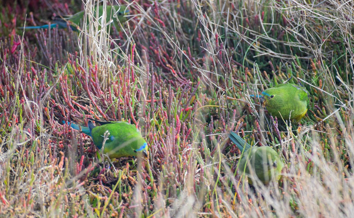 MoonlitSanctuar's tweet photo. 1st time in over a decade that a migrating wild-born #OrangeBelliedParrot has been seen around Western Port Bay. Seen with two we released this year and one we released last year #conservationoptimism #endangeredspecies https://t.co/TVap2P2Mnq