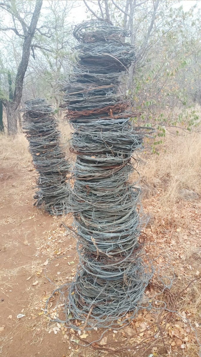 EsteGross's tweet photo. As jy eers dié boosheid van nader gesien het, word dit 'n kille, harde werklikheid. Tog is daar ook dié helde @k9_conservation wat dit hulle taak maak om elke dag een strik op 'n slag onskadelik te stel. Dankie aan die #BushBabes vir die saamnooi
https://t.co/8ZYJLSg9HL https://t.co/2d0PLfxJb7