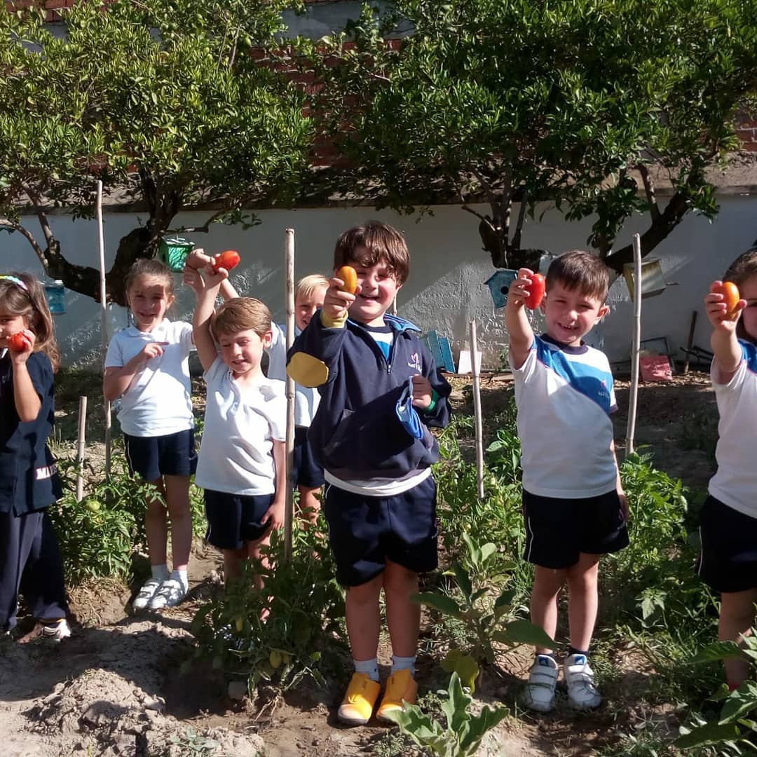 ¡SEGUIMOS CON LA RECOLECTA! 
Nuestro huerto sigue dando frutos. Los alumnos de 4 años han visto como poco a poco han ido creciendo y madurando los tomates sembrados, los tomate de pera 🍅🍅. Nuestros niños podrán hacer un buen gazpacho o degustar un rico tomate aliñado.