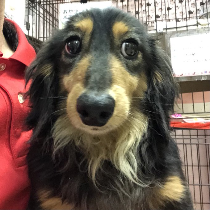 ミニチュアダックスのtwitterイラスト検索結果 古い順